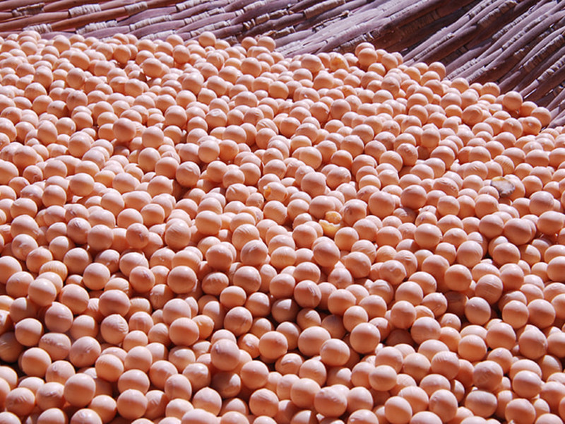 大豆黃曲霉素怎么測(cè)？