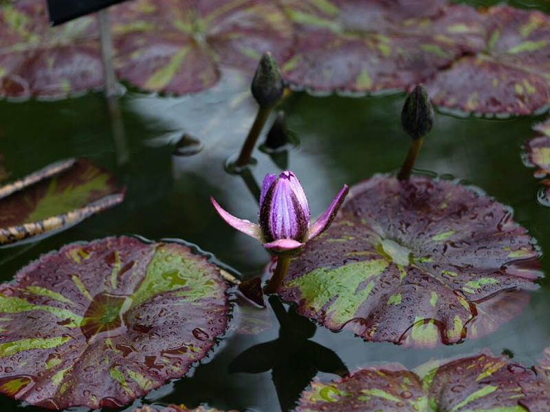 水產(chǎn)養(yǎng)殖二氧化氯消毒劑的作用