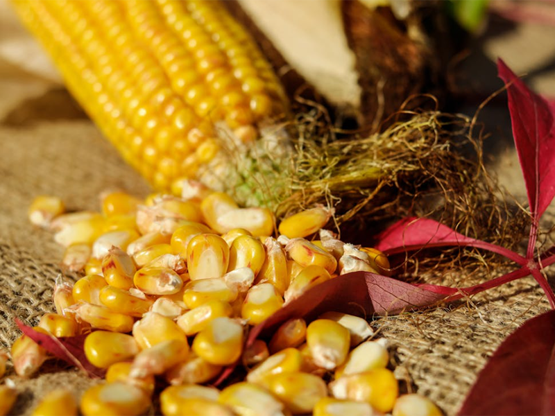 什么是嘔吐毒素(糧食嘔吐毒素的產(chǎn)生與限量要求)