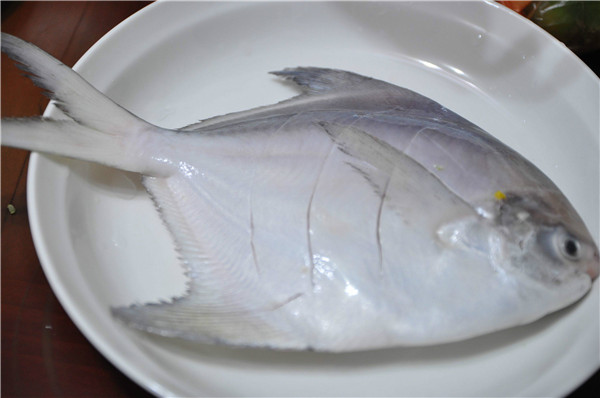 氯霉素檢測儀分析氯霉素對淡水白鯧的危害 氯霉素檢測儀分析氯霉素對淡水白鯧的危害