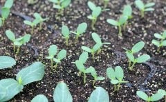 土壤肥料檢測儀在土壤研究中的應用