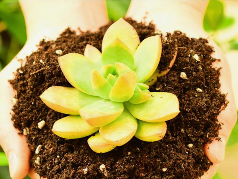 植物營養(yǎng)測定儀的重要性 6.jpg