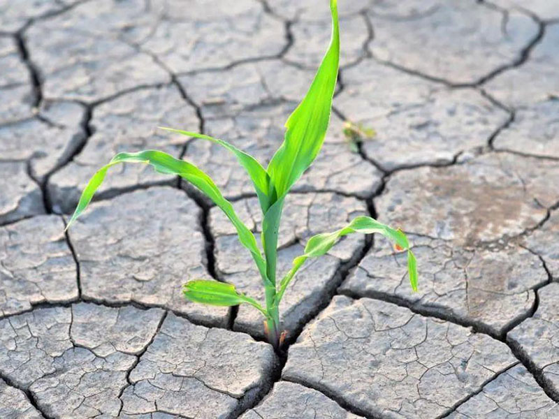 土壤鹽分速測(cè)儀